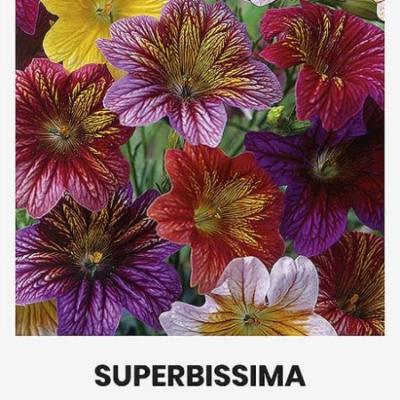 LENKTAŽIEDŽAI TRIMIČIAI SUPERBISSIMA