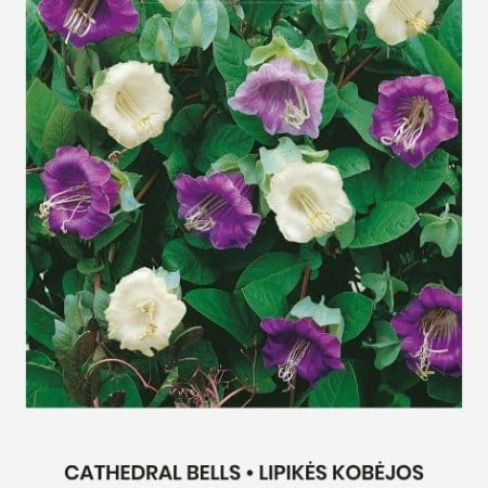 LIPIKĖS KOBĖJOS