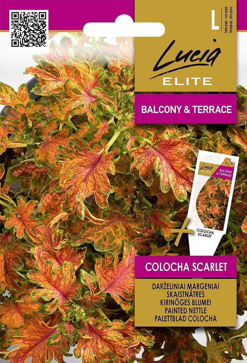 MARGENIAI DARŽELINIAI COLOCHA SCARLET