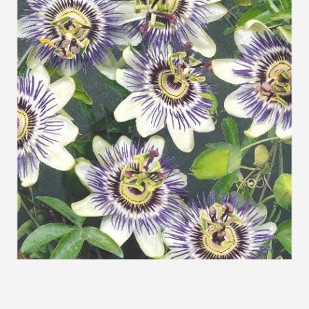 MELSVOSIOS PASIFLOROS
