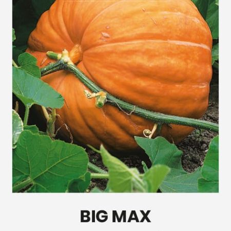 MOLIŪGAI BIG MAX