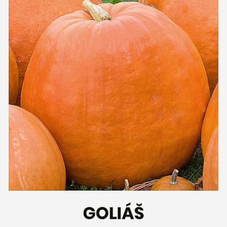 MOLIŪGAI DIDIEJI GOLIÁŠ