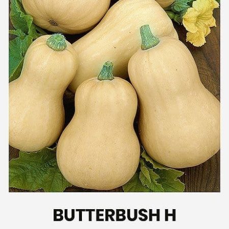 MOLIŪGAI MUSKUSINIAI BUTTERBUSH H