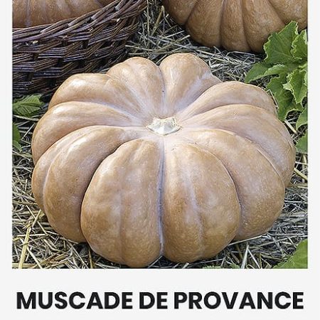 MOLIŪGAI MUSKUSINIAI MUSCADE DE PROVENCE