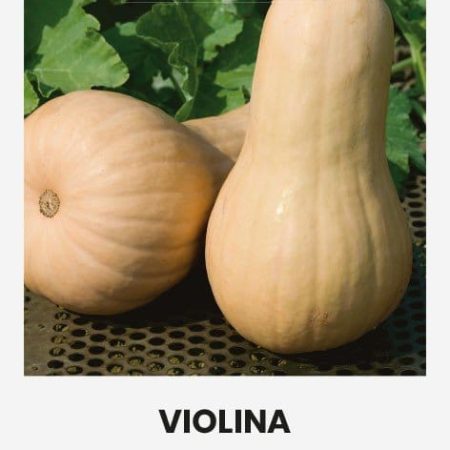 MOLIŪGAI MUSKUSINIAI VIOLINA