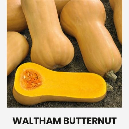 MOLIŪGAI MUSKUSINIAI WALTHAM BUTTERNUT