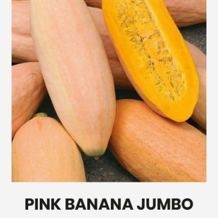 MOLIŪGAI PINK BANANA JUMBO