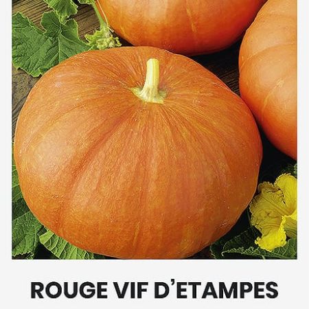 MOLIŪGAI ROUGE VIF D ETAMPES
