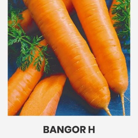 MORKOS VALGOMOSIOS BANGOR H
