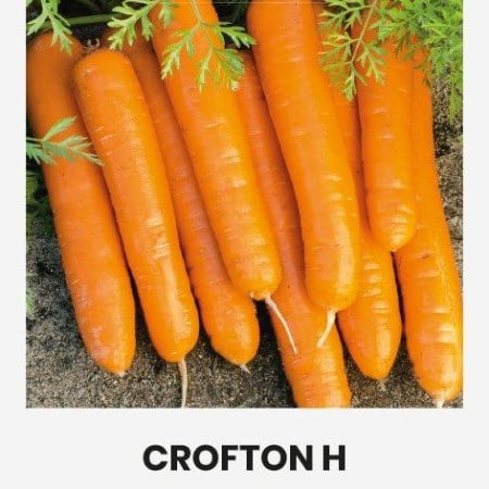 MORKOS VALGOMOSIOS CROFTON H