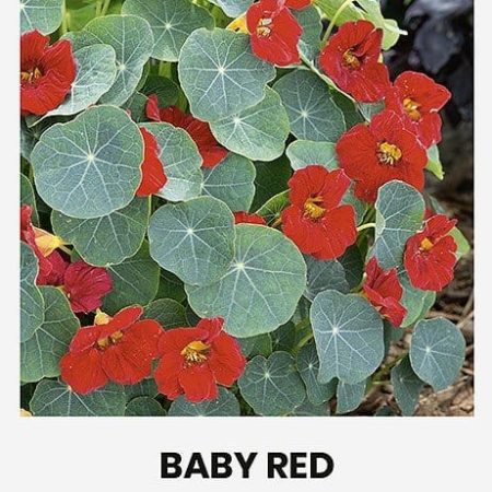 NASTURTĖS ŽEMOSIOS BABY RED