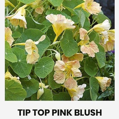 NASTURTĖS ŽEMOSIOS TIP TOP PINK BLUSH