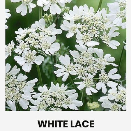 ORLAJOS DIDŽIAŽIEDĖS WHITE LACE