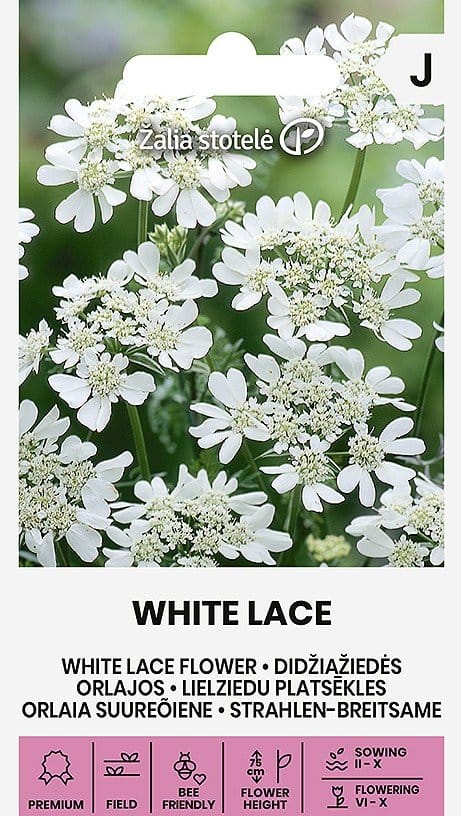 ORLAJOS DIDŽIAŽIEDĖS WHITE LACE
