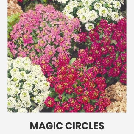 PAJŪRINĖS LOBULIARIJOS MAGIC CIRCLES
