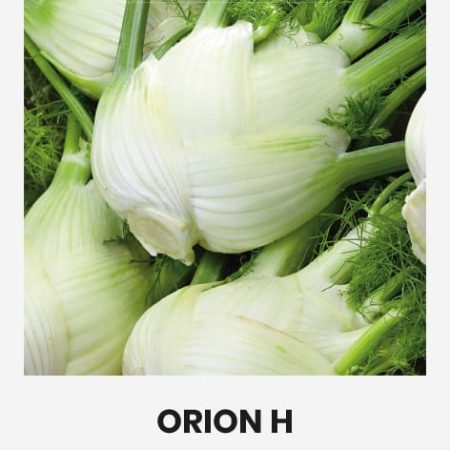 PAPRASTIEJI PANKOLIAI ORION H