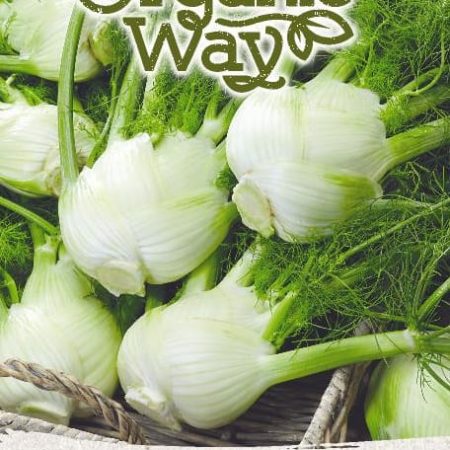 PAPRASTIEJI PANKOLIAI ROMANESCO