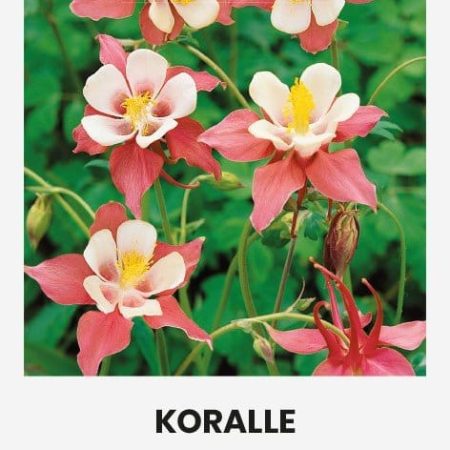 PAPRASTIEJI SINAVADAI KORALLE