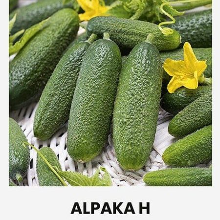 PAPRASTIEJI TRUMPAVAISIAI AGURKAI ALPAKA H