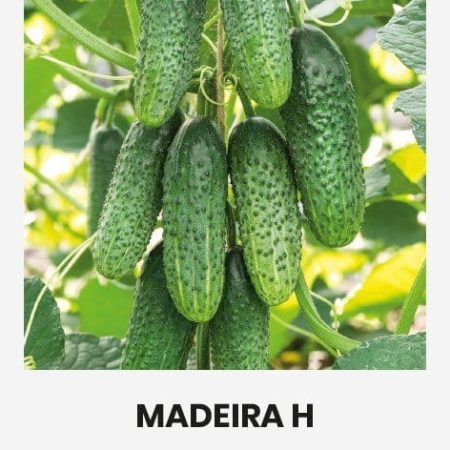 PAPRASTIEJI TRUMPAVAISIAI AGURKAI MADEIRA H