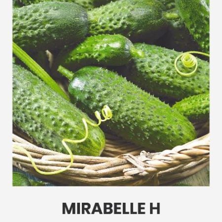 PAPRASTIEJI TRUMPAVAISIAI AGURKAI MIRABELLE H