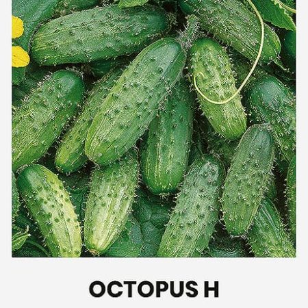 PAPRASTIEJI TRUMPAVAISIAI AGURKAI OCTOPUS H