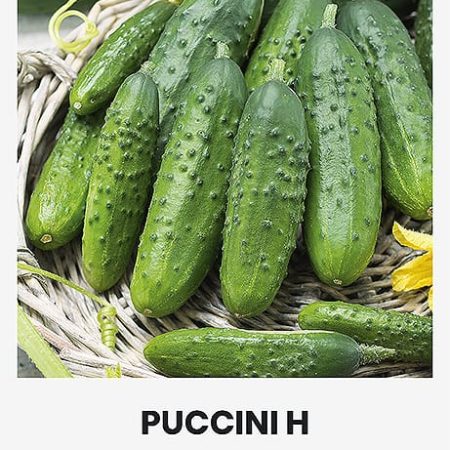 PAPRASTIEJI TRUMPAVAISIAI AGURKAI PUCCINI H