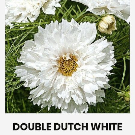 PAPRASTOSIOS KOSMĖJOS DOUBLE DUTCH WHITE
