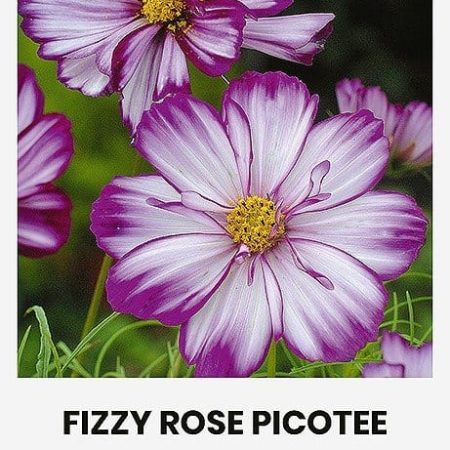 PAPRASTOSIOS KOSMĖJOS FIZZY ROSE PICOTEE