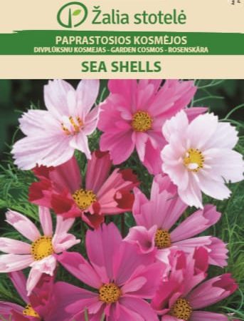 PAPRASTOSIOS KOSMĖJOS SEA SHELLS