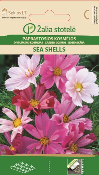 PAPRASTOSIOS KOSMĖJOS SEA SHELLS