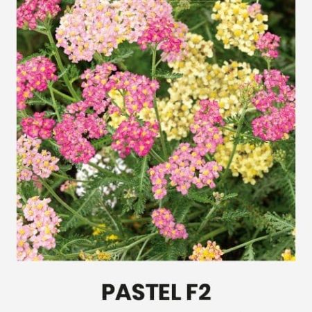 PAPRASTOSIOS KRAUJAŽOLĖS PASTEL F2