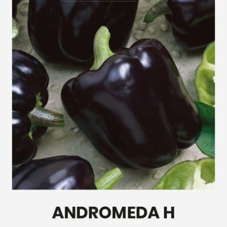 PAPRIKA VIENAMETĖ ANDROMEDA H