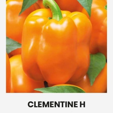 PAPRIKA VIENAMETĖ CLEMENTINE H
