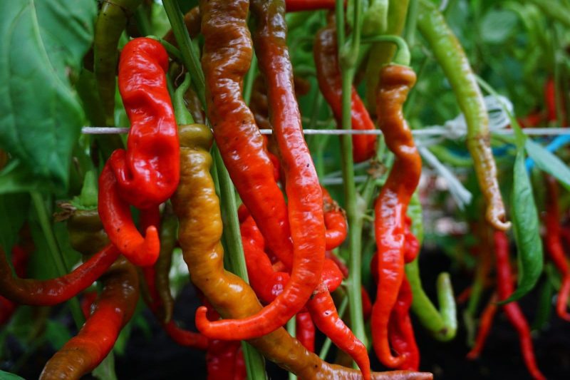 PAPRIKA VIENAMETĖ LOMBARDO - Image 2
