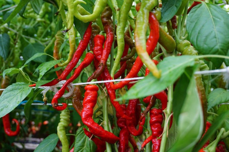 PAPRIKA VIENAMETĖ LOMBARDO - Image 3