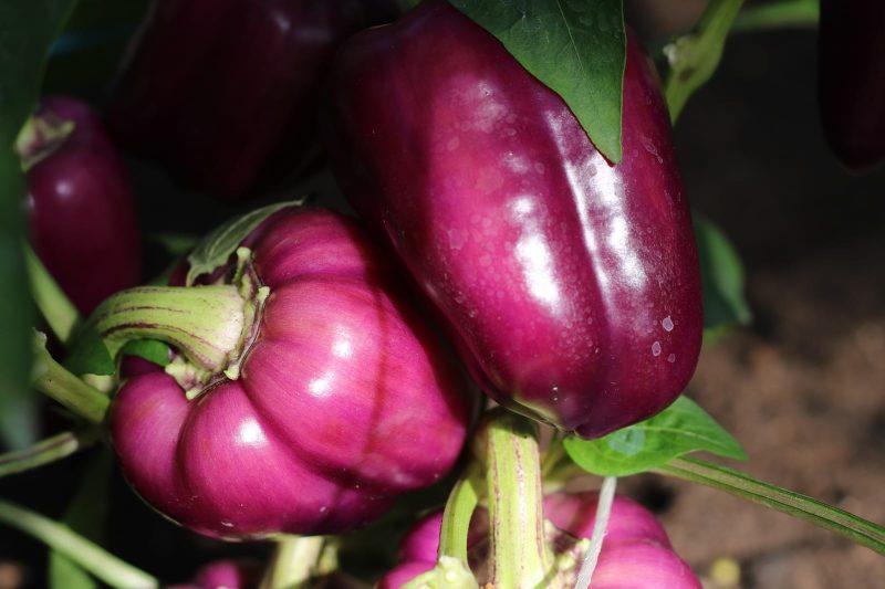 PAPRIKA VIENAMETĖ ODA - Image 2