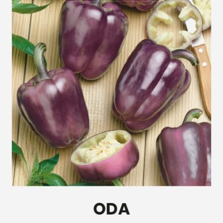 PAPRIKA VIENAMETĖ ODA