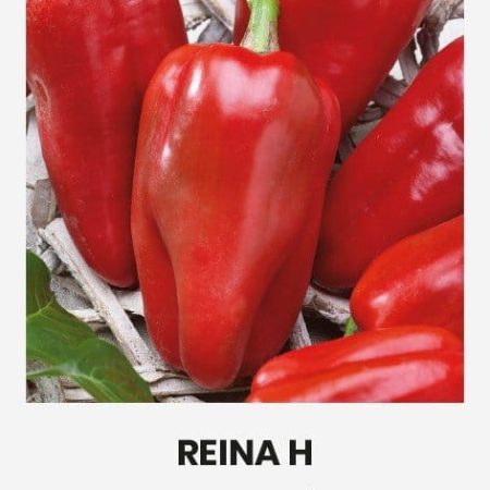 PAPRIKA VIENAMETĖ REINA H