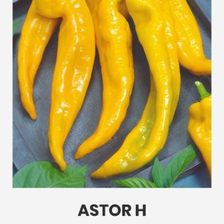 PAPRIKOS VIENAMETĖS ASTOR H