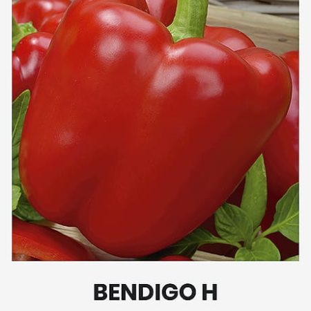 PAPRIKOS VIENAMETĖS BENDIGO H