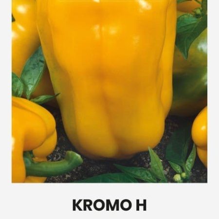 PAPRIKOS VIENAMETĖS KROMO H