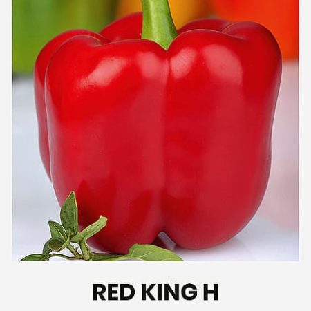 PAPRIKOS VIENAMETĖS RED KING H