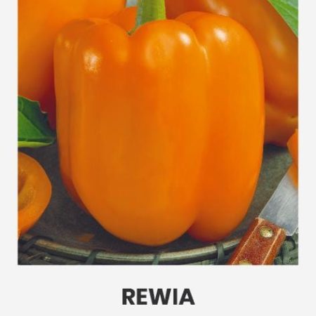 PAPRIKOS VIENAMETĖS REWIA