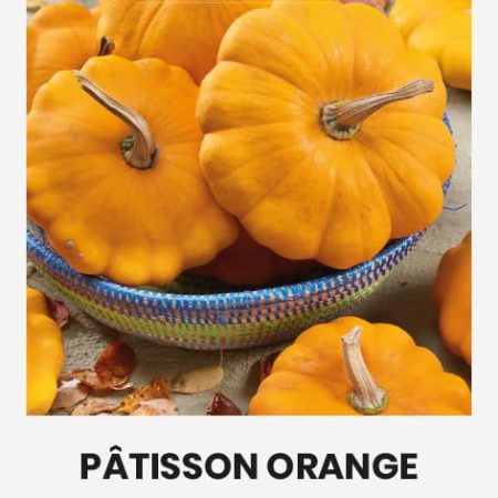 PATISONAI PATISON ORANGE