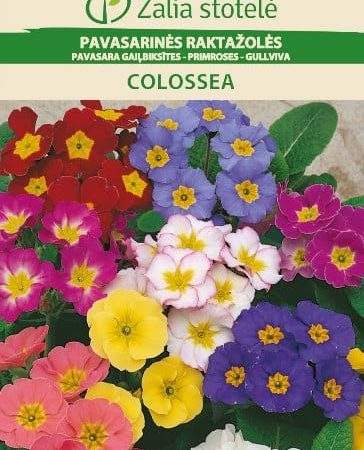 PAVASARINĖS RAKTAŽOLĖS COLOSSEA