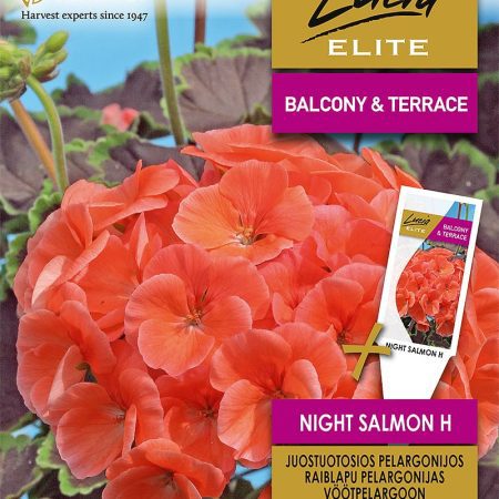 PELARGONIJOS JUOSTUOTOSIOS NIGHT SALMON H