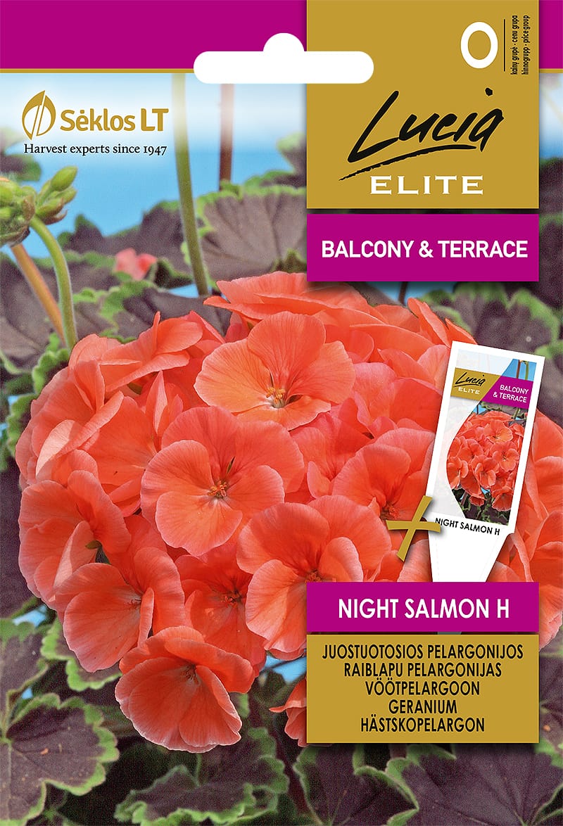 PELARGONIJOS JUOSTUOTOSIOS NIGHT SALMON H