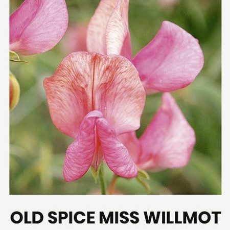 PELĖŽIRNIAI K. OLD SPICE MISS WILLMOT