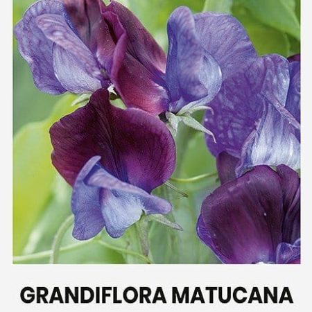 PELĖŽIRNIAI K.GRANDIFLORA MATUCANA